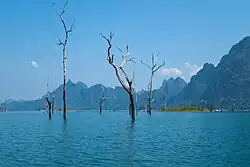 Trees rising out of Cheow Lan Lake.