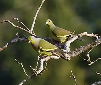 Orange-breasted green pigeon