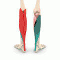 Animation. Gastrocnemius and soleus are shown in different colors.