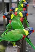 Rainbow lorikeets in KL Bird Park