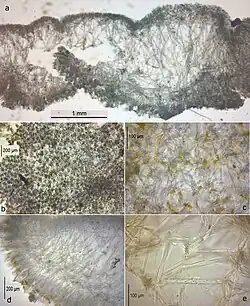 A composite image showing microscopic details of a Trichogypsia sponge specimen from the Seychelles, including a cross-section, surface overview, bouquet cortical diactines, and skeletal details.