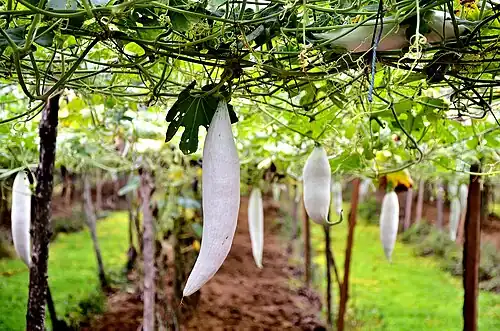 An edible immature snake gourd.