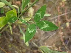 Leaves
