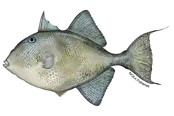 The gray triggerfish, Balistes capriscus, is similar in color to the ocean triggerfish but lacks a characteristic black marking at the base of its pectoral fins. (Image credit NOAA Fisheries)