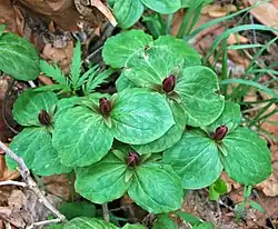 Clump of Trillium sessile flowering on April 6 in Licking County, Ohio USA