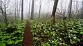 Trillium and Mayapples in bloom along the Trico Tower Trail