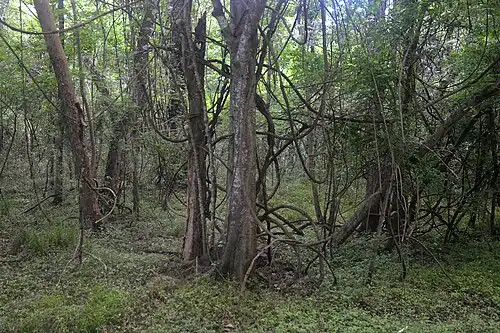 Bottomland hardwood forest in the Page Unit of the Refuge.