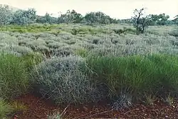 "Triodia pungens" (green) and "Triodia basedowii" (blue-grey)