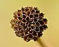 Seed head