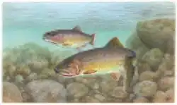 Drawing of two trout swimming