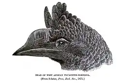 Female head in profile