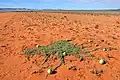 Tsamma melons in the Namib desert