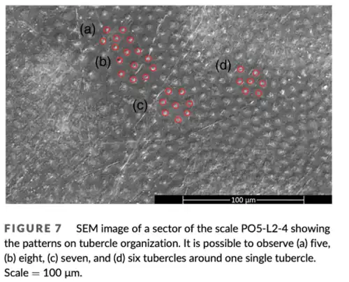 Sample of Tubercle variation in its organization within the same scale.