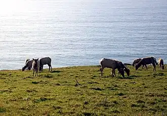 Tule elk grazing by the seaside
