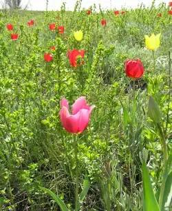 In a protected area of the Luhansk Oblast, Ukraine.