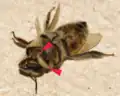 Two final-instar larvae of A. borealis exiting a honey bee worker at the junction of the head and thorax