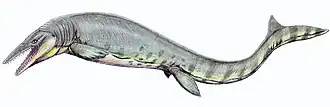 Tylosaurus pembinensis