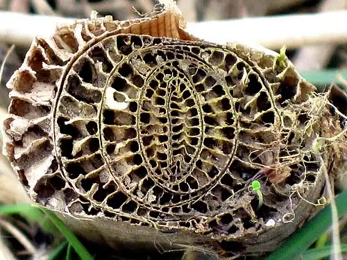 Cross section of plant's pseudostem, formed of overlapping leaf bases