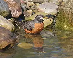 American robin (Turdus migratorius) at one of the gardens.