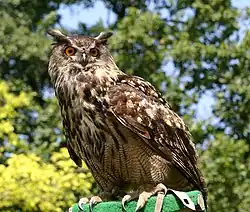 Eurasian eagle-owl
