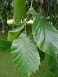 'Wentworthii Pendula' leaves, Holyrood Palace gardens