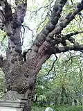 Burls on trunk and branches of wych elm, Dalry Cemetery, Edinburgh