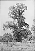 English Elm, 1904