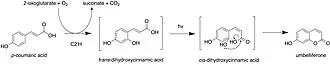 Hydroxylation and photoisomerization of coumaric acid to umbelliferone