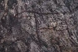 Depiction of a male moose