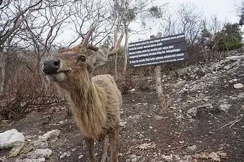 A deer in Menjangan Island.