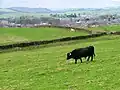 Black Scottish Highland bull in upland pasture overlooking Haltwhistle, UK