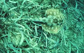 Ray swimming over a dense bed of seagrass