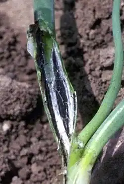 Onion smut, Urocystis colchici var. cepulae, on a seedling