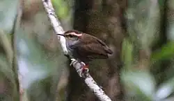 small brownish bird with long yellowish-brown eyebrow standing on branch