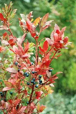 Vaccinium padifolium, autumn leaves.