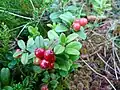 Lingonberry at Tanet.