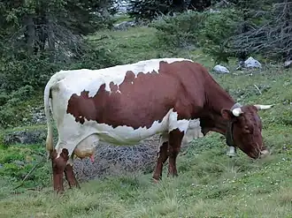 a red-and-white cow on a mountain pasture