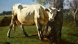 Scratching Cow, c. 1858; oil on canvas