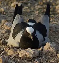 Nesting in a road in Kenya