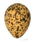Classic oval bird egg (Spur-winged lapwing)