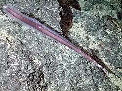 Venefica tentaculata (Nettastomatidae)