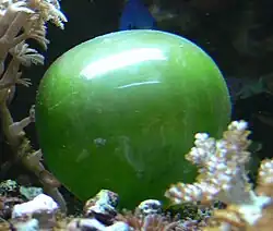 The unicellular bubble algae lives in tidal zones. It can have a 4 cm diameter.[383]