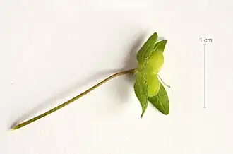 Unripe fruit showing lobes diverging to form a 'V'
