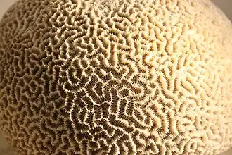 types of Corals in St. Brandon - Platygyra