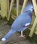 Victoria crowned pigeon at Bristol Zoo, Bristol, England
