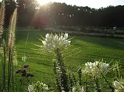 Bloom garden on the island II.