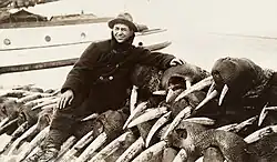 Hunter sitting on dozens of walruses killed for their tusks, 1911