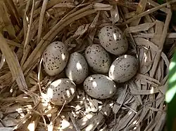 G. c. chloropus nest with small clutch of eggs at Wilgenhoek, Deerlijk (Belgium)