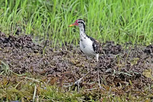 Subadult J. j. hypomelaena Chagres River, Panama