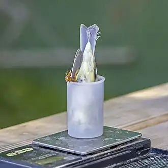 Weighing ringed bird